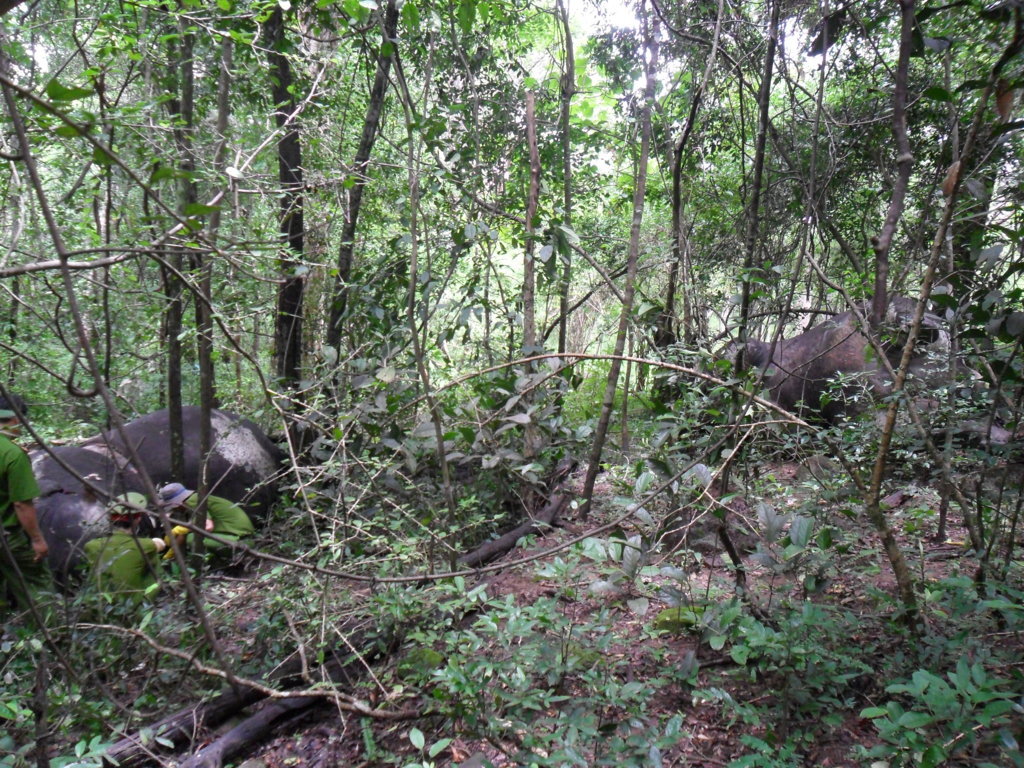 Vị[-]trí[-]2[-]con[-]voi[-]rừng[-]chết[-]nhìn[-]từ[-]xa.